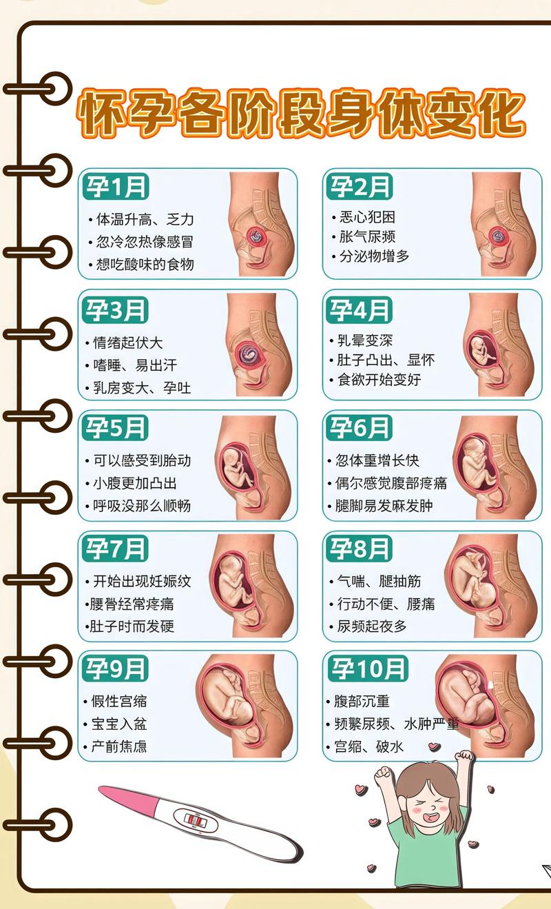 揭秘供卵代孕妈妈怀孕小腹分两节，孕期变化的奥秘桂林代生机构: